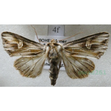 Actinotia polyodon (Clerck, 1759) Cmucha przejrzysta, przydrożnica dziurawcówka Czech4f